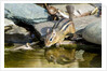 Eastern Chipmunk by Anonymous