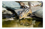 Eastern Chipmunk by Anonymous