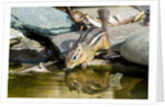 Eastern Chipmunk by Anonymous