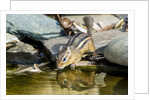 Eastern Chipmunk by Anonymous