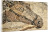 Horse Roman Floor Mosaic by Anonymous