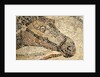 Horse Roman Floor Mosaic by Anonymous
