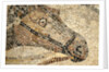 Horse Roman Floor Mosaic by Anonymous