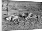 Young deer lay in a field in Belgium, ca. 1900 by Anonymous