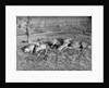 Young deer lay in a field in Belgium, ca. 1900 by Anonymous