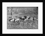 Young deer lay in a field in Belgium, ca. 1900 by Anonymous