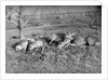 Young deer lay in a field in Belgium, ca. 1900 by Anonymous