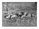 Young deer lay in a field in Belgium, ca. 1900 by Anonymous