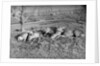 Young deer lay in a field in Belgium, ca. 1900 by Anonymous