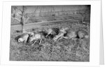 Young deer lay in a field in Belgium, ca. 1900 by Anonymous