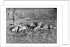 Young deer lay in a field in Belgium, ca. 1900 by Anonymous