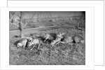 Young deer lay in a field in Belgium, ca. 1900 by Anonymous