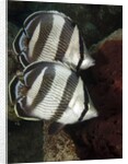 Pair of Banded butterflyfish (Chaetodon striatus) by Anonymous