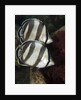 Pair of Banded butterflyfish (Chaetodon striatus) by Anonymous