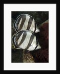 Pair of Banded butterflyfish (Chaetodon striatus) by Anonymous