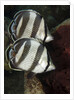 Pair of Banded butterflyfish (Chaetodon striatus) by Anonymous