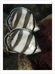 Pair of Banded butterflyfish (Chaetodon striatus) by Anonymous