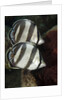 Pair of Banded butterflyfish (Chaetodon striatus) by Anonymous