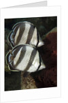 Pair of Banded butterflyfish (Chaetodon striatus) by Anonymous