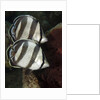 Pair of Banded butterflyfish (Chaetodon striatus) by Anonymous