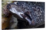 Spotted moray eel (Gymnothorax moringa) by Anonymous