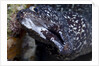 Spotted moray eel (Gymnothorax moringa) by Anonymous