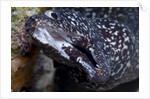 Spotted moray eel (Gymnothorax moringa) by Anonymous