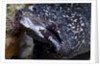 Spotted moray eel (Gymnothorax moringa) by Anonymous