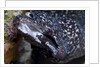 Spotted moray eel (Gymnothorax moringa) by Anonymous