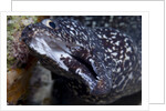 Spotted moray eel (Gymnothorax moringa) by Anonymous