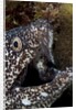 Spotted moray eel (Gymnothorax moringa) by Anonymous