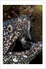 Spotted moray eel (Gymnothorax moringa) by Anonymous