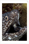 Spotted moray eel (Gymnothorax moringa) by Anonymous