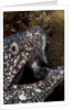 Spotted moray eel (Gymnothorax moringa) by Anonymous
