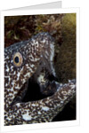 Spotted moray eel (Gymnothorax moringa) by Anonymous