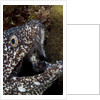 Spotted moray eel (Gymnothorax moringa) by Anonymous