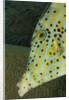 Face of Scrawled filefish (Aluterus scriptus) by Anonymous