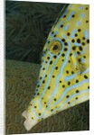 Face of Scrawled filefish (Aluterus scriptus) by Anonymous