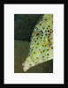 Face of Scrawled filefish (Aluterus scriptus) by Anonymous