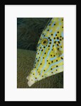 Face of Scrawled filefish (Aluterus scriptus) by Anonymous