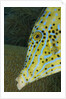 Face of Scrawled filefish (Aluterus scriptus) by Anonymous