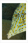 Face of Scrawled filefish (Aluterus scriptus) by Anonymous