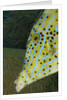 Face of Scrawled filefish (Aluterus scriptus) by Anonymous