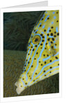 Face of Scrawled filefish (Aluterus scriptus) by Anonymous