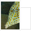 Face of Scrawled filefish (Aluterus scriptus) by Anonymous