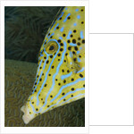 Face of Scrawled filefish (Aluterus scriptus) by Anonymous