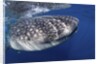 Whale shark (Rhincodon typus) by Anonymous