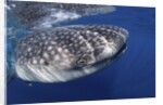 Whale shark (Rhincodon typus) by Anonymous