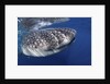 Whale shark (Rhincodon typus) by Anonymous