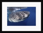 Whale shark (Rhincodon typus) by Anonymous